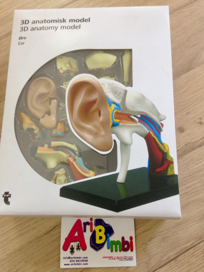 3D ANATOMISK MODEL EAR TIGER